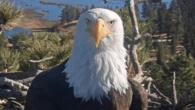 Rescued bald eagle may be Jackie