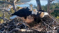 Bald eagles Jackie and Shadow need $10 million