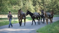 5 new mules set to patrol Olympic National Park