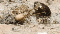 New spider named for Pink Floyd devours bugs 6x its size