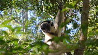Lemurs keep evolving new species, even after 50 million years