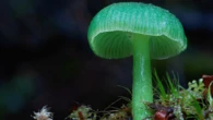 13 fascinating fungi photos that’ll really grow on you