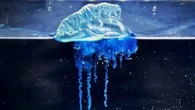 Portuguese Man O’War species honors ‘One-Eyed Dragon’ samurai