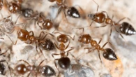 Ants ‘social distance’ during a pandemic