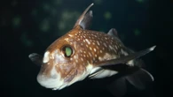 These freaky fish use their forehead teeth to have better sex 