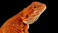 Reptile ‘pee crystals’ might help treat kidney stones and gout