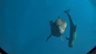 Hawaii’s short-finned pilot whales eat over 77,000 squid a year