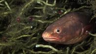 Tiny spider crabs snack on parasites from Chile’s favorite fish