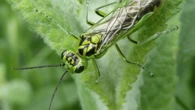 Surgical tools could get a bug-inspired upgrade