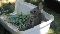 15 baby rabbits born at an NYC zoo released in New England