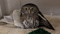Alaska’s smallest owl gets the royal treatment after life-threatening injury