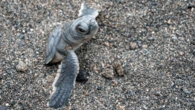 Green sea turtle no longer Endangered