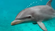 Dolphins may be getting an Alzheimer’s-like disease due to this neurotoxin