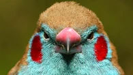 Explore a bird database with 11,500 species