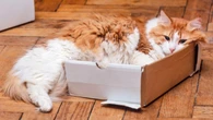 Why do cats love boxes? Evolution has an answer.