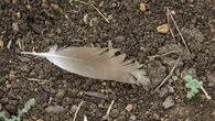 You’re actually not allowed to keep bird feathers you find on hikes—and it’s all thanks to two women who got really mad about hats