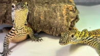 These butter-sized hatchlings will someday be the biggest lizards on Earth
