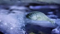 Fake fish blood may save your ice cream from freezer burn