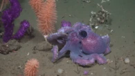 13 inspiring photos of thriving deep-sea animals