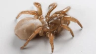 Beware, beachgoers: New spider discovered in California’s sand dunes