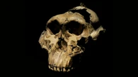 This overlooked human ancestor wielded tools with a gorilla-like grip