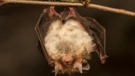 Why do bats spread so many diseases? They’re evolutionary marvels.