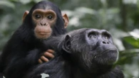 Chimpanzees’ brutal battle for territory leads to a baby boom
