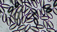 Ancient poop from Mexico’s ‘Cave of the Dead Children’ teems with parasites