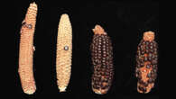 Love corn? Thank interbreeding