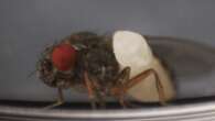 Gnarly wasp gruesomely rips apart fruit flies with its larvae