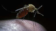 West Nile Virus cases are on the rise again: How to protect yourself