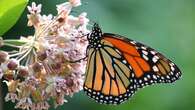 How everyone can help monarch butterflies