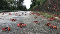 Millions of crabs scuttle across this island every year