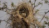 Birds have ‘culture.’ Just look at these nests.