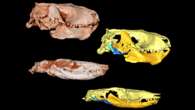 A 225-million-year-old fossilized jaw joint shifts evolutionary timeline