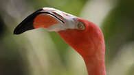 A ‘pink wave’ of flamingoes settles into the Sunshine State