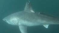 Who ate the pregnant porbeagle shark?