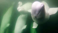 Beluga Whale Live Cam brings the ‘canaries of the sea’ to your screen