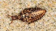 Antlion larvae can ‘play dead’ for more than an hour–then, things get random