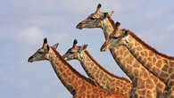 Giraffes are a lot gayer than most people give them credit fo