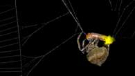 Spiders may be hacking firefly signals to trap dinner