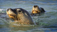 Sea lion camera crews help scientists map unexplored seabeds