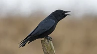 Crows can &#8216;count&#8217; similarly to toddlers, according to new study