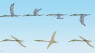 ‘Remarkable’ fossils offer clues to perplexing pterosaur question