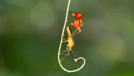 This bug uses ‘red flags’ to tell predators to buzz off
