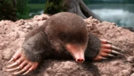 Prehistoric ‘scalopini’ mole fossil uncovered in an ancient Spanish volcano crater