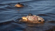 17 rehabilitated sea turtles released off Cape Cod