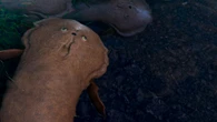 A googly-eyed fish could upend evolutionary history