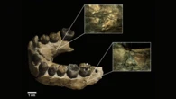 Leopards may have feasted on our earliest ancestors