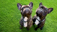 Your Frenchie’s squishy face might shape their personality